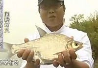 《老鬼釣魚視頻》水庫狂釣大鳊魚