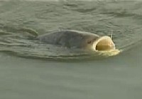 《老鬼釣魚視頻》如何釣鰱鳙 第2集