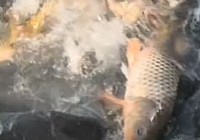 《老鬼釣魚視頻》夜戰明山水庫(四)