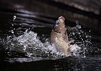 《老鬼釣魚視頻》水庫湖泊釣魚制作窩料的方法