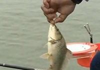 《其他名人釣魚視頻》王桂龍水庫鯽鯉大爆護
