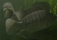 《其他名人釣魚視頻》何蔚藍餌料配制和調漂技巧