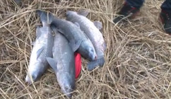 《其他名人釣魚視頻》劉學軍冬季釣黑坑擒獲大青魚