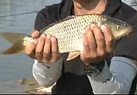 《其他名人釣魚視頻》王穩垂釣黑坑釣魚(一)