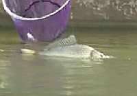 《其他名人釣魚視頻》王穩垂釣黑坑釣魚(三)