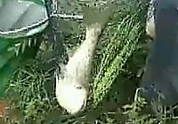 《其他名人釣魚視頻》釣魚王水庫如何垂釣鰱鳙魚