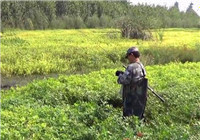 《三本先生》第67期 水草茂密的河流選點探釣鯽魚