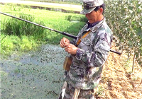《三本先生》傳統釣第61期 大蒲地邊口選點截殺過往鯽魚
