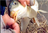 《三本先生》傳統釣第88期 早春水庫邊雜草頭垂釣大鯽魚（下）