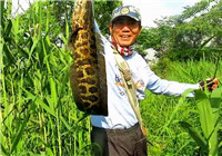 《三耳魚路亞黑魚》2017夏季雷強系列之十二