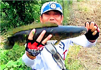《三耳魚路亞黑魚》2017秋季雷強系列之二十九