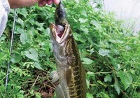 《三耳魚路亞黑魚》2015夏季路亞黑魚雷強視頻 第1集