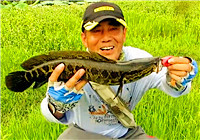 《三耳魚路亞黑魚》2017夏季雷強系列之十五
