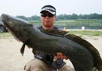 《三耳魚路亞黑魚》2015夏季路亞黑魚雷強視頻 第4集