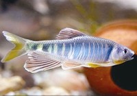 《三耳魚路亞馬口》山澗野溪垂釣馬口魚