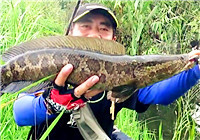 《三耳魚路亞黑魚》2017秋季雷強系列之六