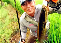 《三耳魚路亞黑魚》2016夏季雷強之30