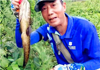 《三耳魚路亞黑魚》2016夏季雷強之26