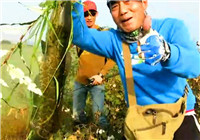 《三耳魚路亞黑魚》2016秋季雷強之44