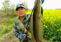 《三耳魚路亞黑魚》2016春季路亞黑魚雷強之08