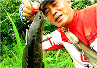 《三耳魚路亞黑魚》2017夏季雷強系列之十三