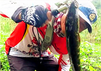 《三耳魚路亞黑魚》2017夏季雷強系列之二十六
