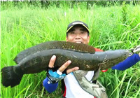 《三耳魚路亞黑魚》2017秋季雷強集錦之一