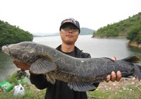 《三耳魚路亞黑魚》2015秋季路亞黑魚雷強視頻 第21集