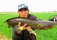 《三耳魚路亞黑魚》2016春季路亞黑魚雷強之12
