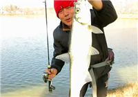 《三耳魚路亞黑魚》20170114 三哥漁園農莊路翹嘴