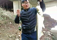 《三耳魚路亞黑魚》 釣友大橋下路亞80公分翹嘴魚