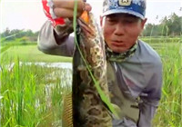 《三耳魚路亞黑魚》 2016 夏季路亞黑魚雷強之04