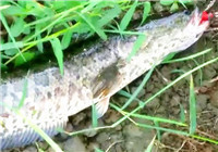 《三耳魚路亞黑魚》2016秋季雷強之32