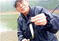 《三耳魚路亞黑魚》三耳魚的馬口微世界 2017冬季之一