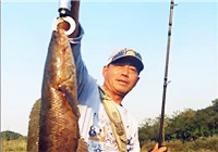 《三耳魚路亞黑魚》2017秋季雷強系列之三十九