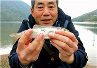 《三耳魚路亞黑魚》2017作釣翹嘴馬口系列之二