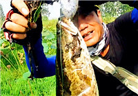 《三耳魚路亞黑魚》2017秋季雷強系列之二十三
