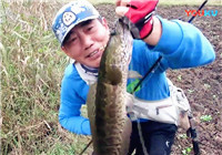 《三耳魚路亞黑魚》2017冬季雷強(三)