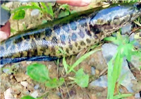 《三耳魚路亞黑魚》2016夏季雷強之22