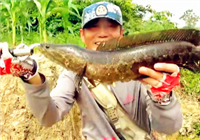 《三耳魚路亞黑魚》2016 夏季路亞黑魚雷強之14