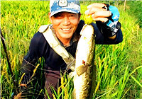 《三耳魚路亞黑魚》2017秋季雷強系列之二十六