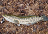 《三耳魚路亞黑魚》2015冬季路亞黑魚雷強視頻 第3集