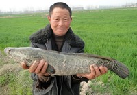 《三耳魚路亞黑魚》2015秋季路亞黑魚雷強視頻 第20集