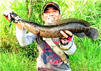 《三耳魚路亞黑魚》2017夏季雷強系列之四十