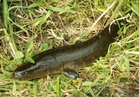 《三耳魚路亞黑魚》2015春季路亞黑魚雷強視頻 第7集
