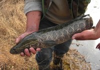 《三耳魚路亞黑魚》2015冬季路亞黑魚雷強視頻 第2集