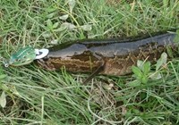 《三耳魚路亞黑魚》2015春季路亞黑魚雷強視頻 第3集