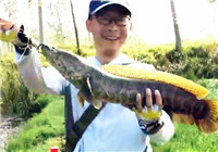 《三耳魚路亞黑魚》2016秋季雷強之39