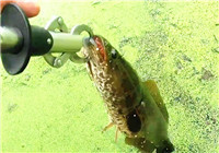 《三耳魚路亞黑魚》2017夏季雷強系列之九