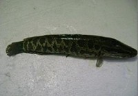 《三耳魚路亞黑魚》2015秋季路亞黑魚雷強視頻 第26集
